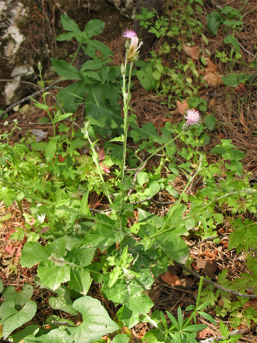 Изображение особи Carduus argentatus.
