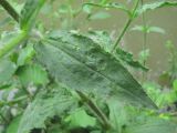 Silene noctiflora