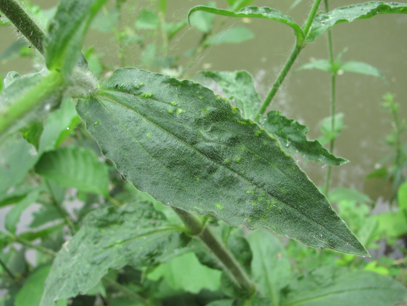 Image of Silene noctiflora specimen.