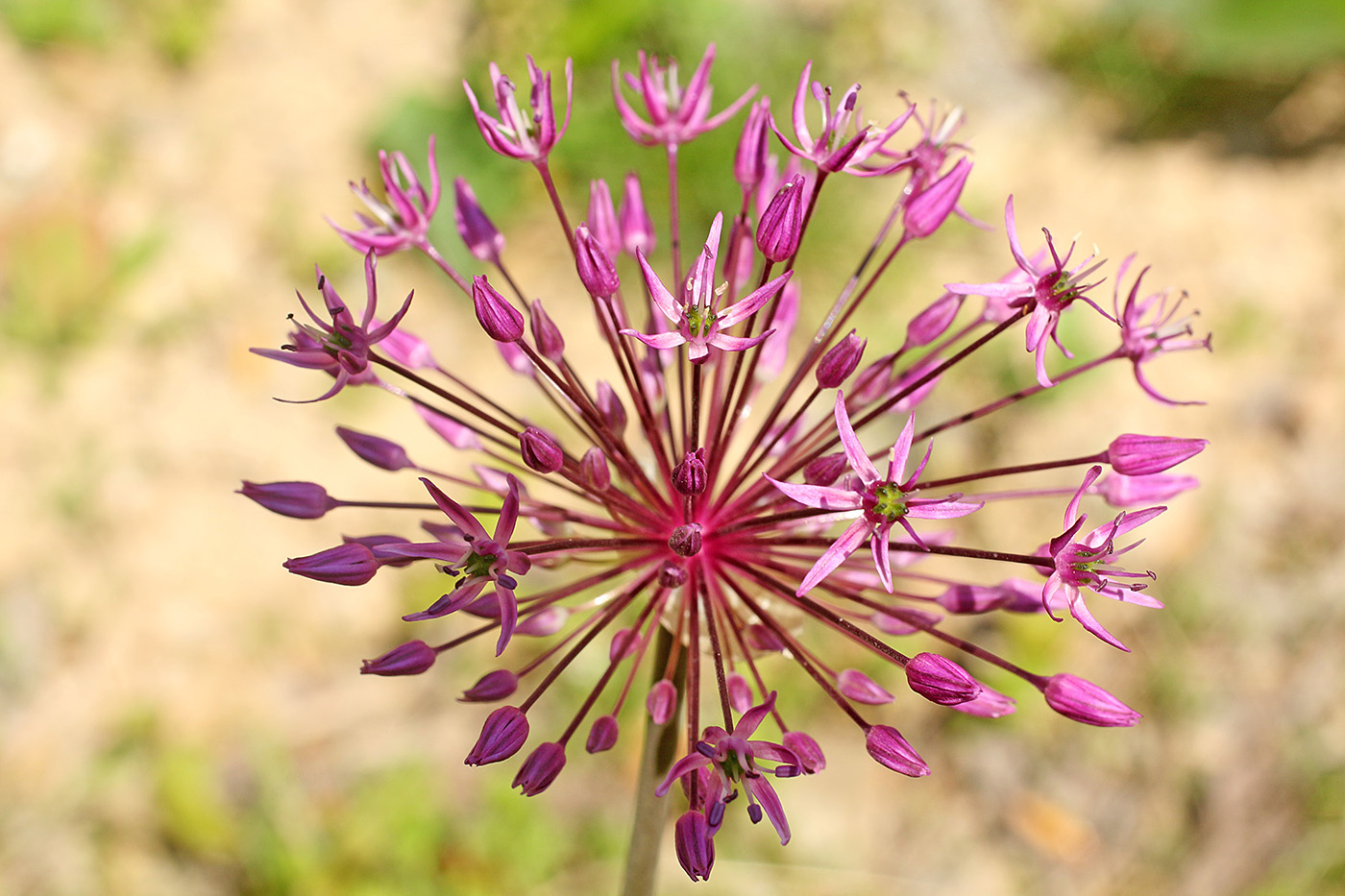 Изображение особи Allium taeniopetalum.