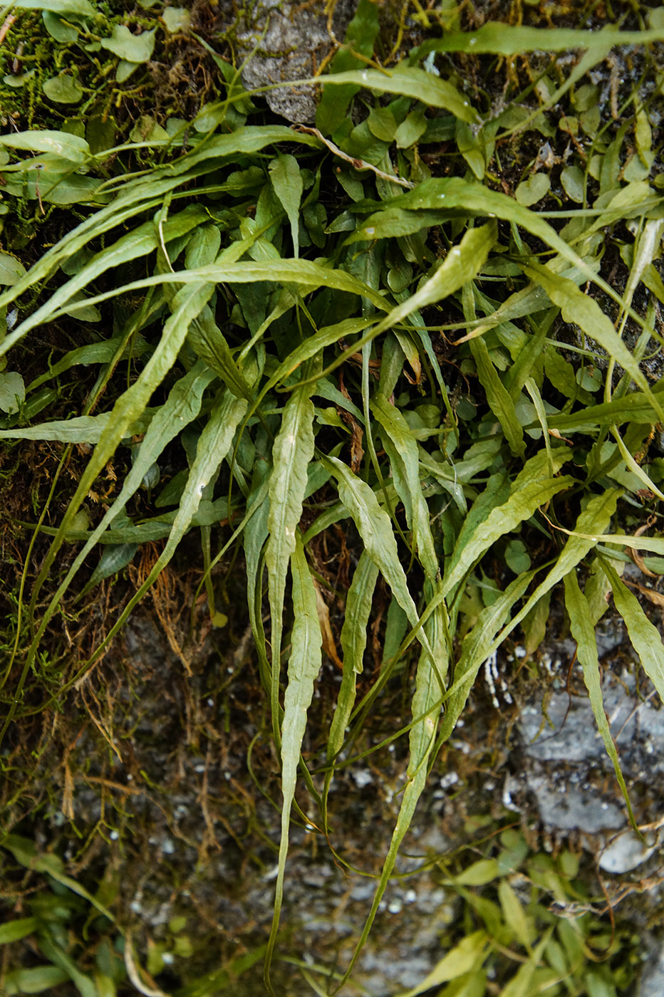 Image of Camptosorus sibiricus specimen.