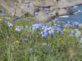 Linum austriacum. Верхушки цветущих растений. Крым, городской округ Феодосия, окр. пос. Орджоникидзе, мыс Киик-Атлама, каменисто-глинистый склон, степь. 02.05.2021.