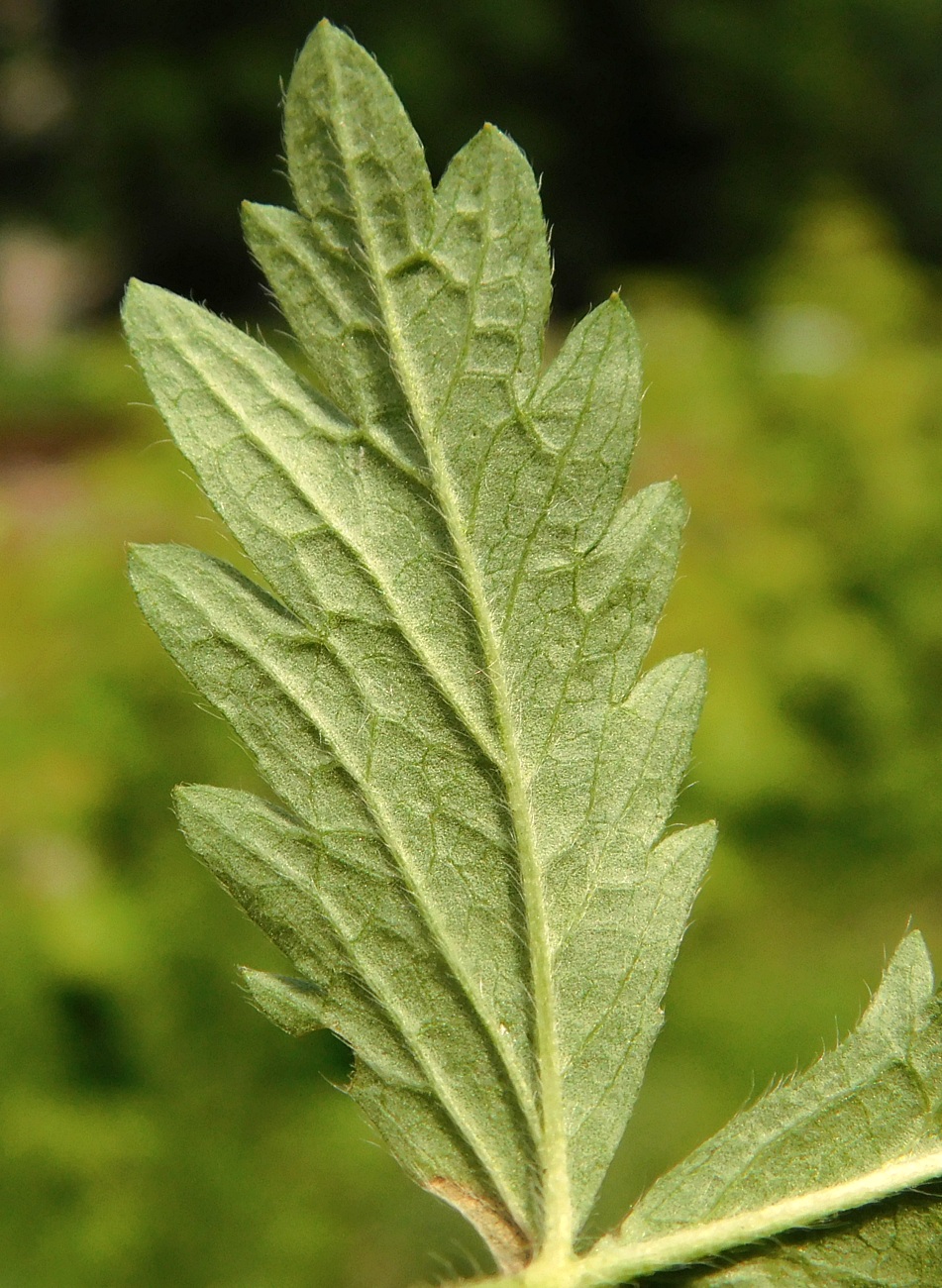 Image of Potentilla intermedia specimen.