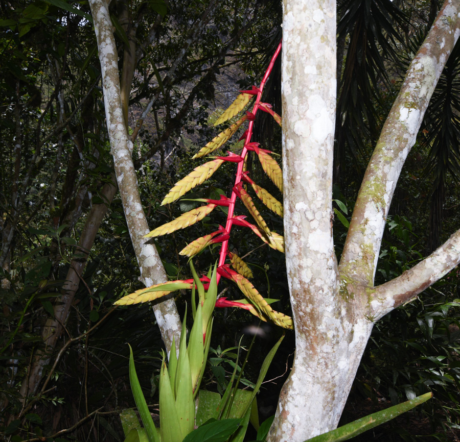 Image of Tillandsia fendleri specimen.