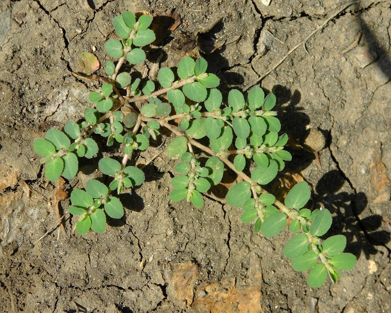 Изображение особи Euphorbia prostrata.