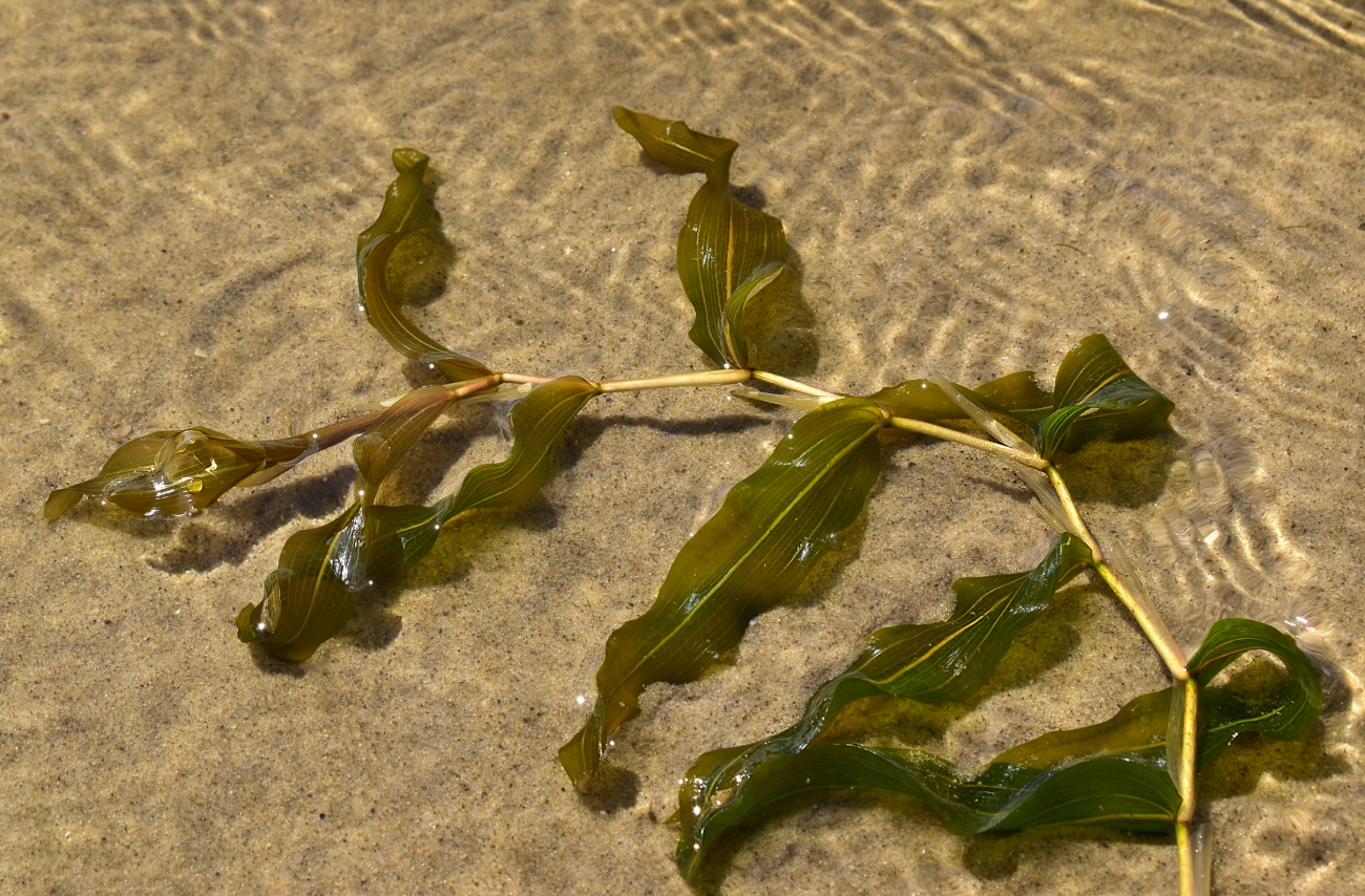 Image of Potamogeton perfoliatus specimen.