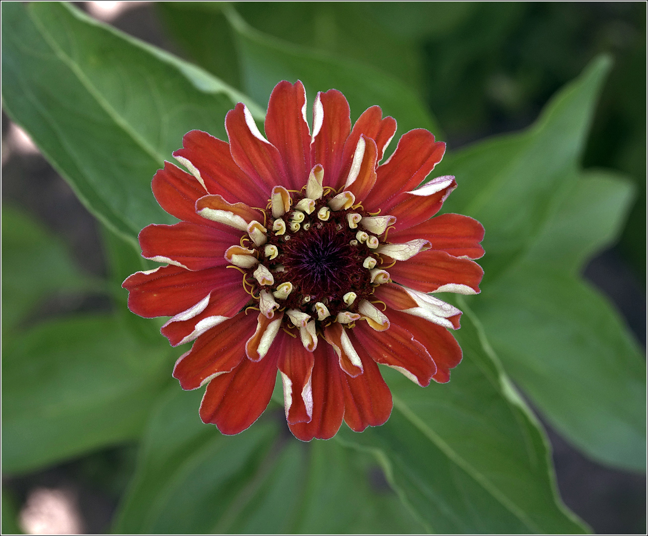 Изображение особи Zinnia elegans.