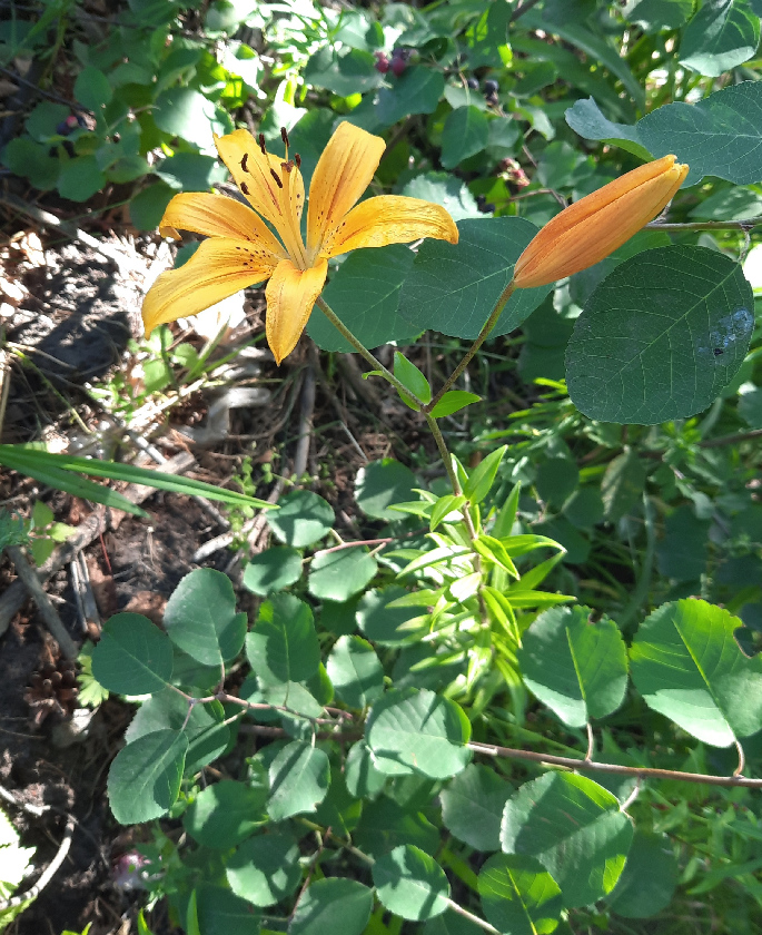 Image of genus Lilium specimen.