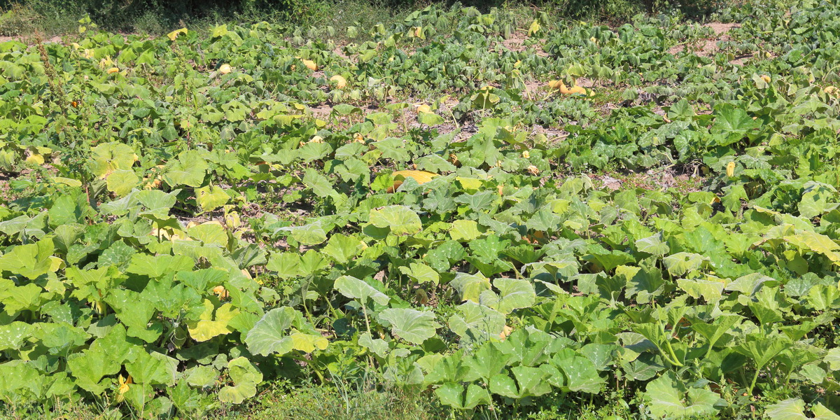 Image of Cucurbita pepo specimen.