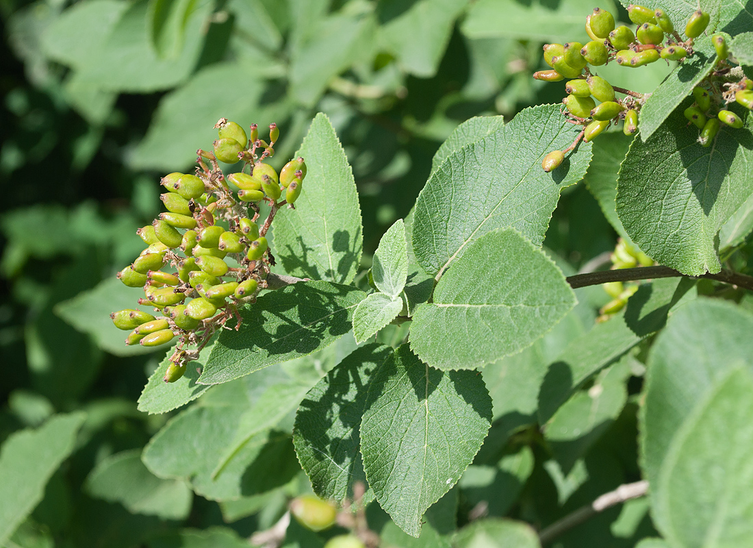 Изображение особи Viburnum lantana.