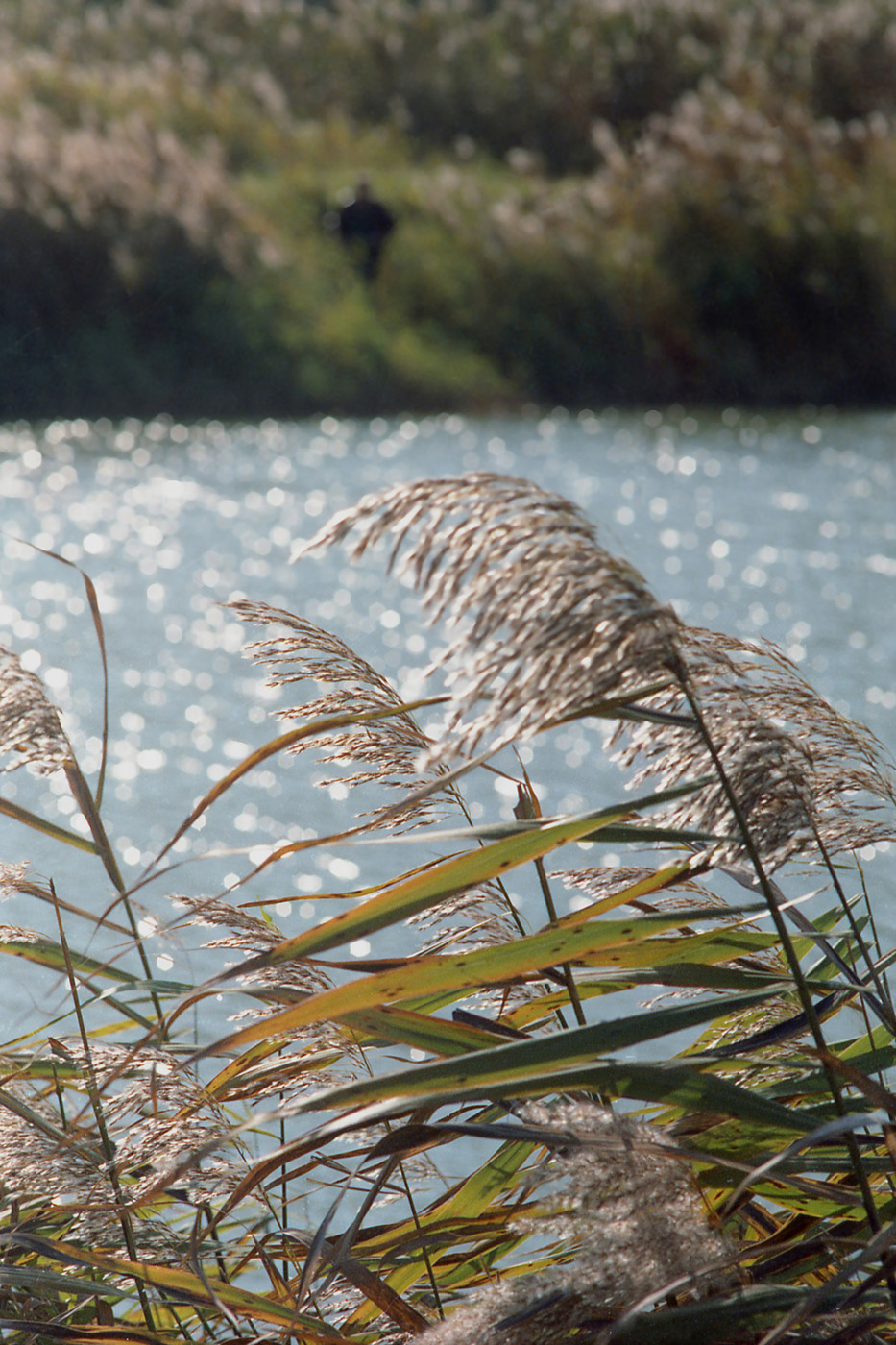 Изображение особи Phragmites australis.