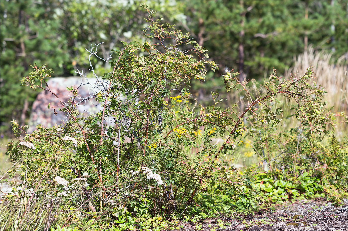 Изображение особи Rosa canina.