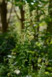 Salvia glutinosa. Соцветие. Краснодарский край, Лазаревский р-н, мкр-н Дагомыс, гора Успенка, лес. 02.10.2021.