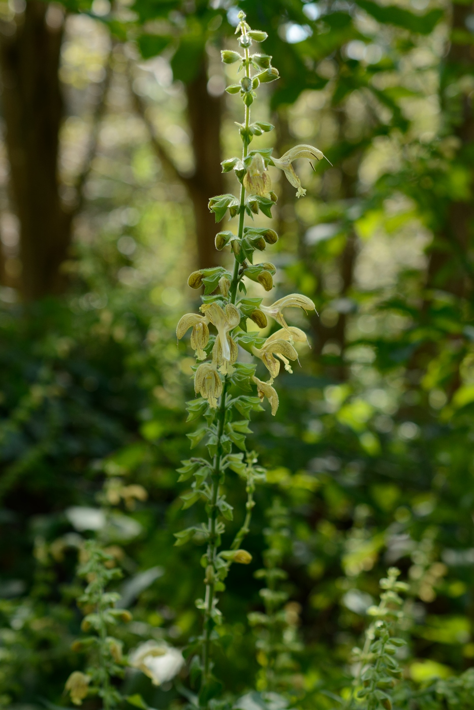 Image of Salvia glutinosa specimen.