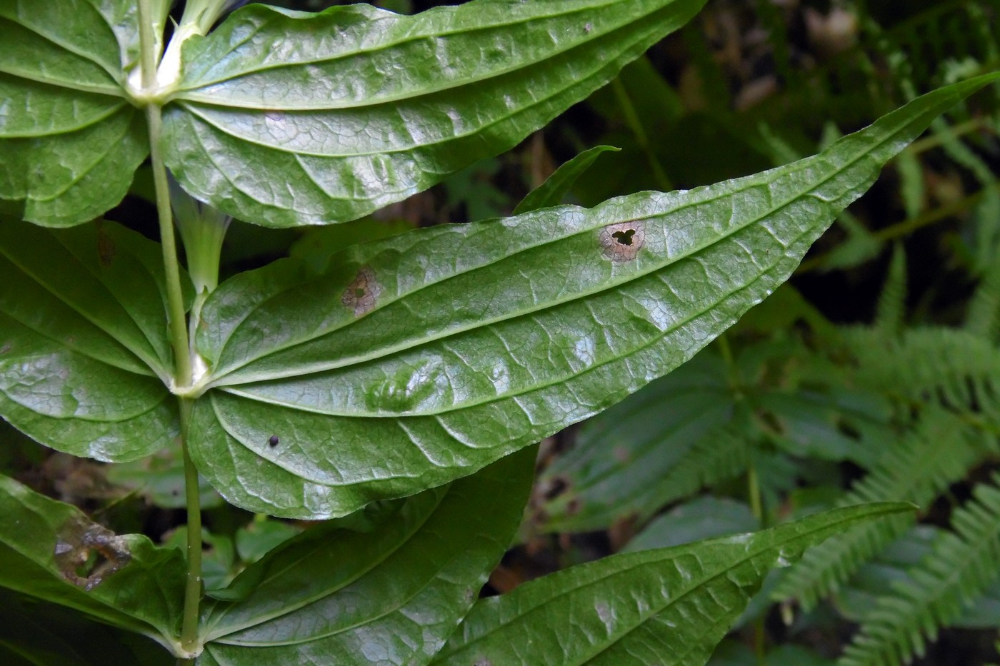 Image of Gentiana schistocalyx specimen.