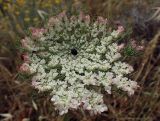 Daucus carota