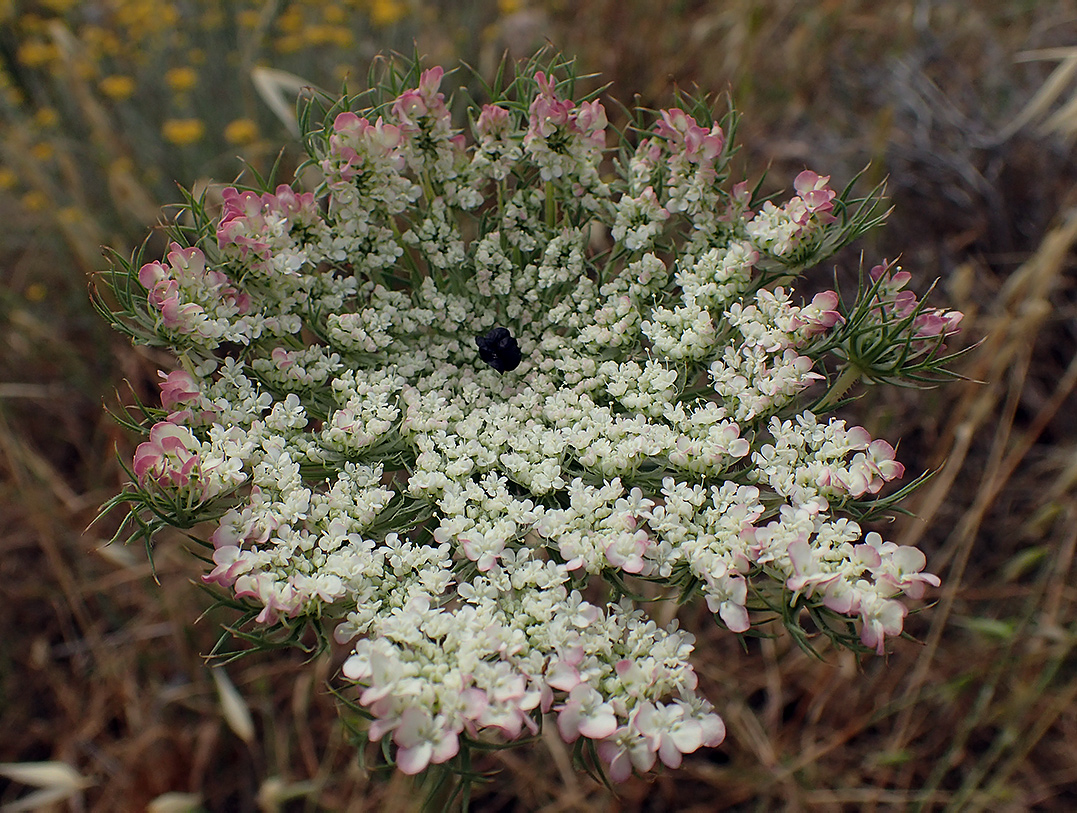 Изображение особи Daucus carota.