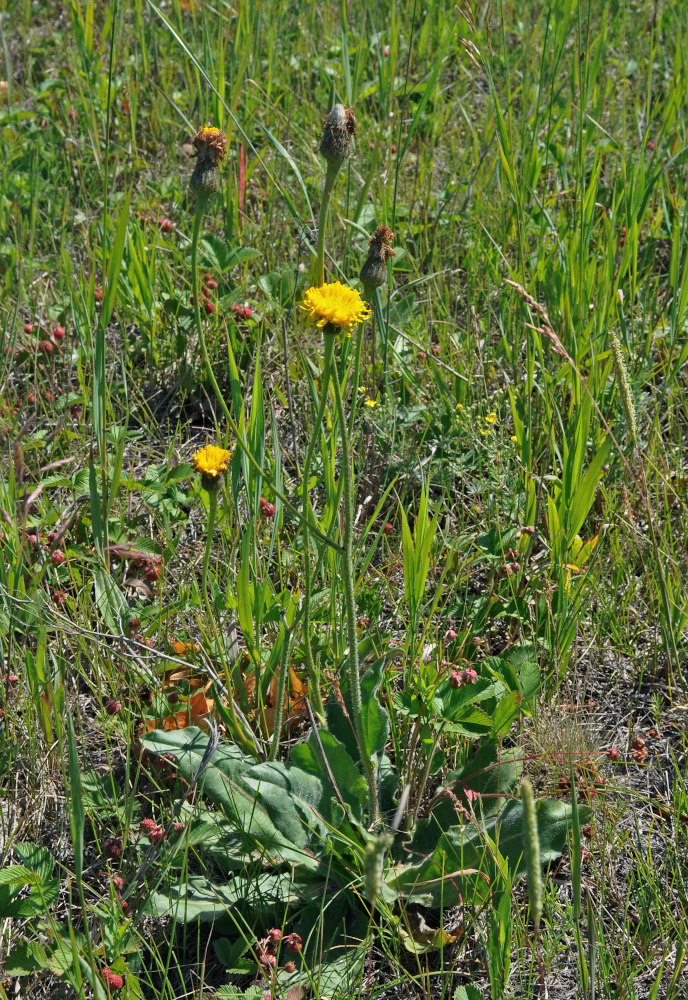 Image of Trommsdorffia maculata specimen.