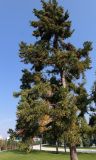 Cryptomeria japonica