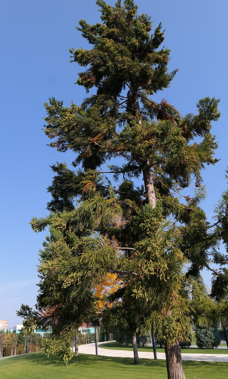 Image of Cryptomeria japonica specimen.