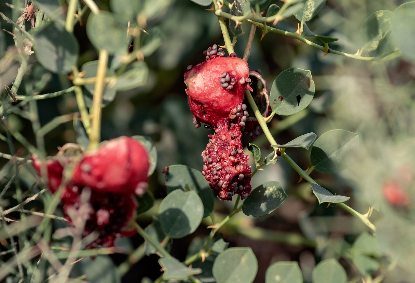 Image of Capparis spinosa specimen.