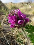 Oxytropis strobilacea. Соцветие. Республика Хакасия, Ширинский р-н, окр. с Ефремкино, скальный массив Тогыз-Аз, петрофитная степь. 09.05.2021.