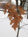 Quercus ellipsoidalis. Высохшие листья. Москва, ботанический сад МГУ \"Аптекарский огород\", у пруда, в культуре. 09.01.2022.