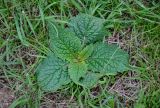 Verbascum phoeniceum