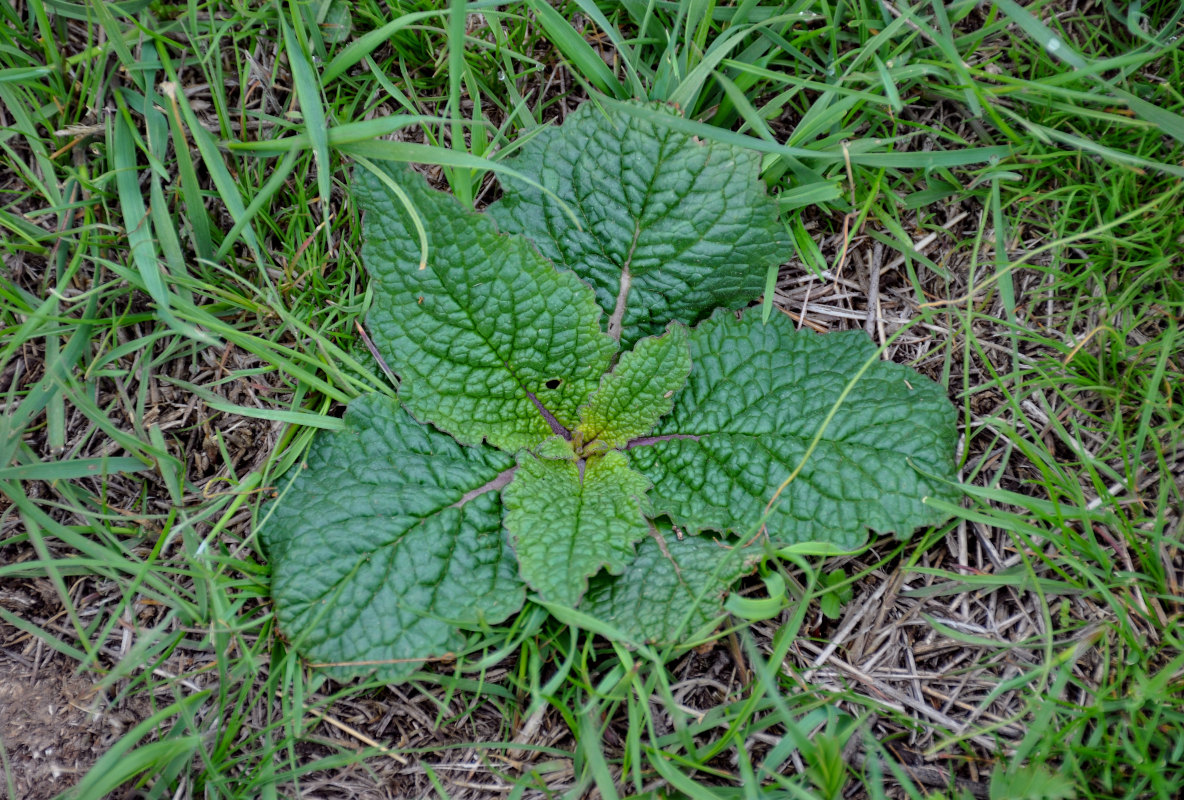 Изображение особи Verbascum phoeniceum.