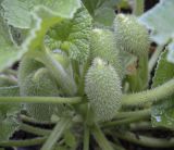 Ecballium elaterium