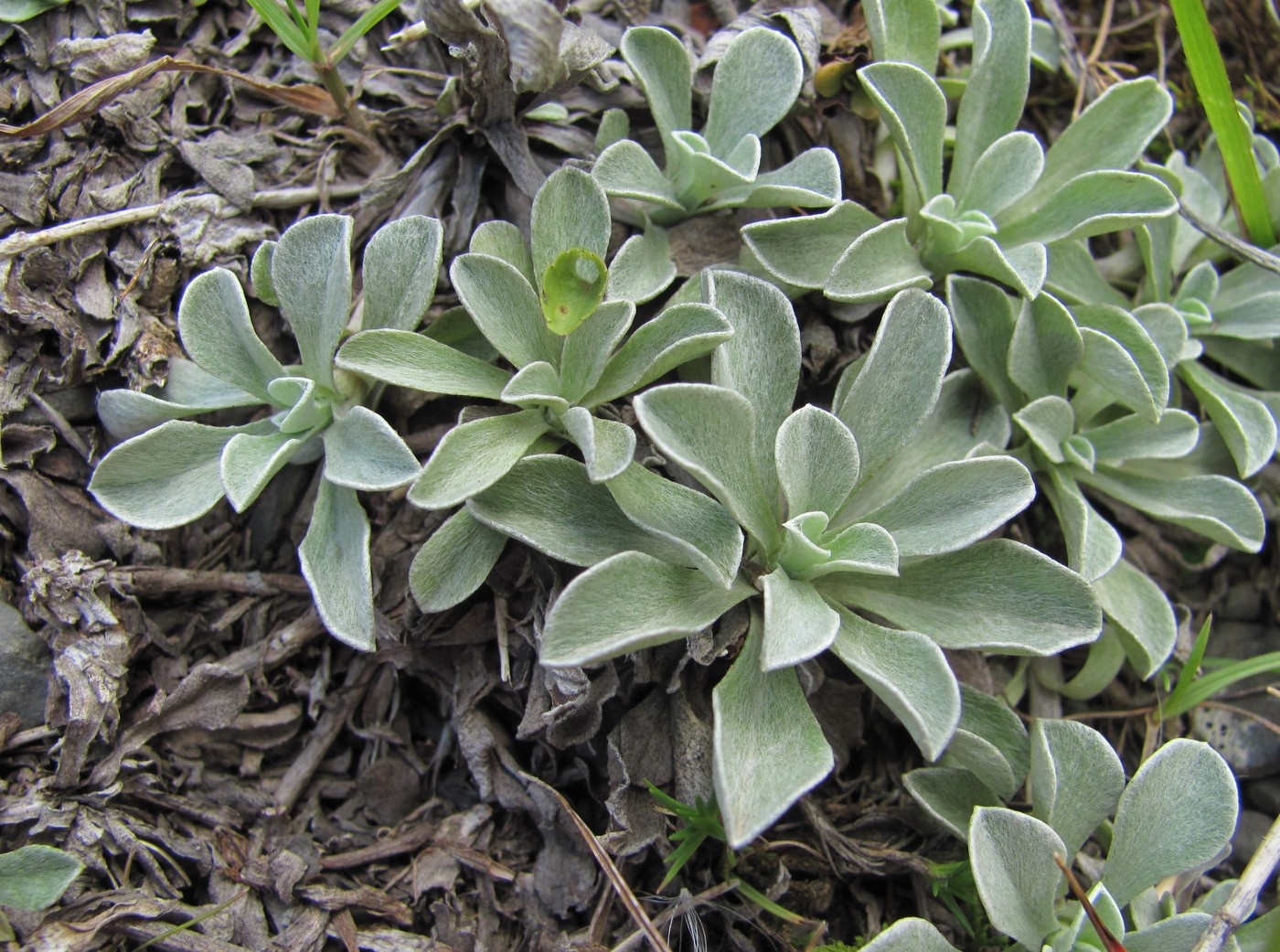 Image of Antennaria caucasica specimen.