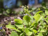 Symphytum grandiflorum