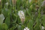 Lagotis integrifolia