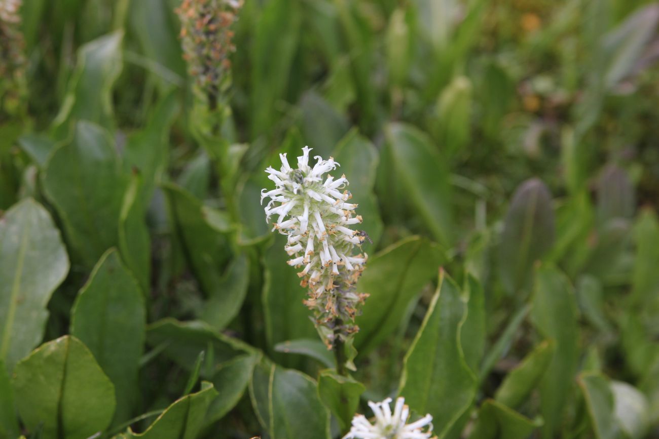 Изображение особи Lagotis integrifolia.