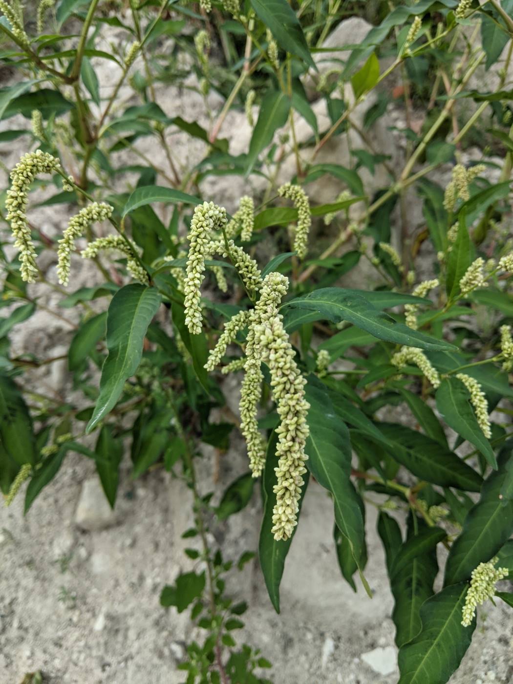 Image of Persicaria scabra specimen.