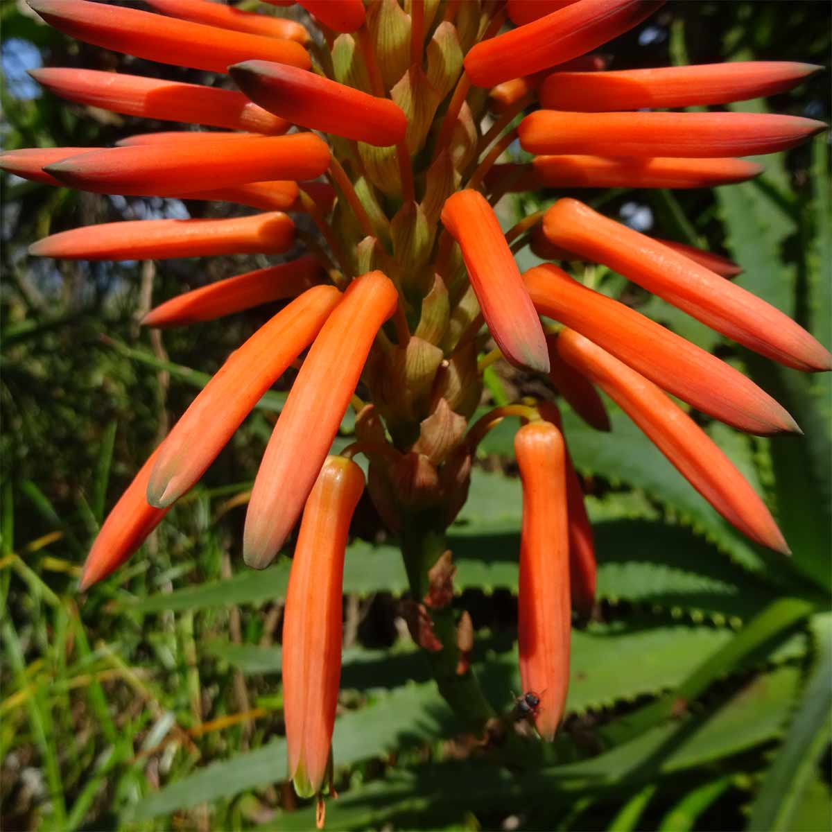 Image of Aloe arborescens specimen.