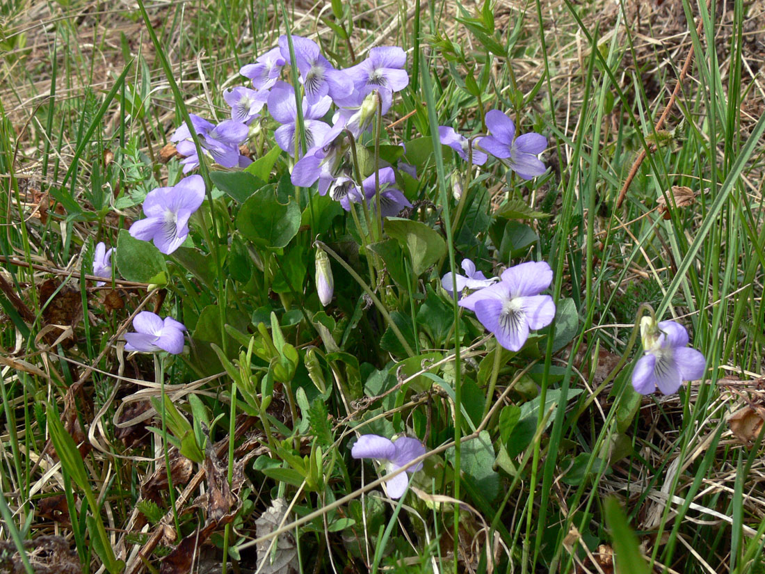 Image of Viola rupestris specimen.