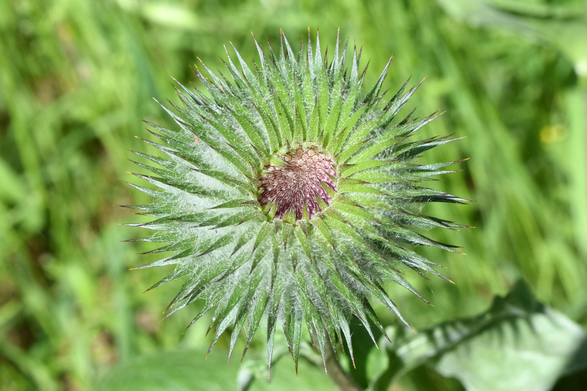 Изображение особи Cousinia integrifolia.