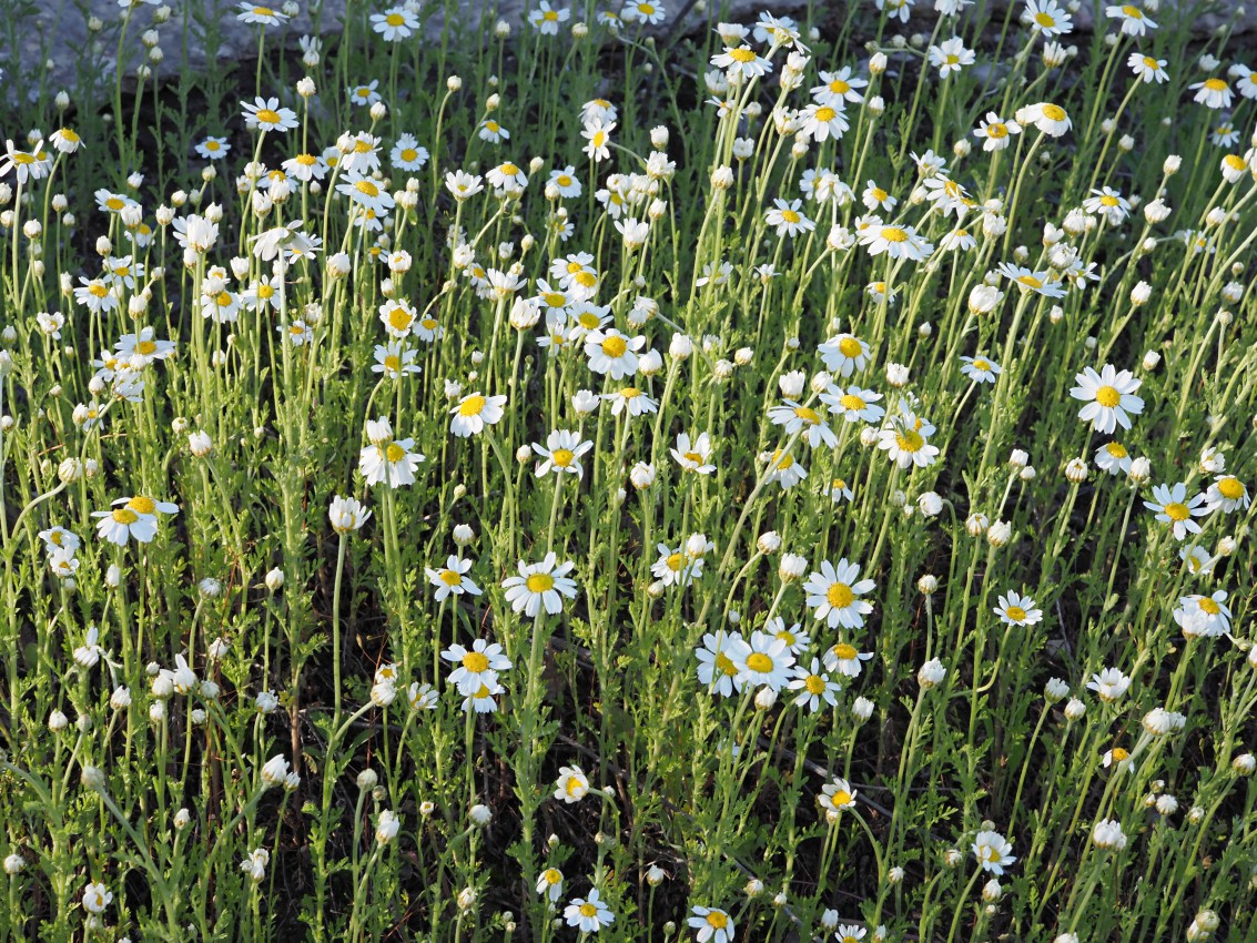 Image of Anthemis ruthenica specimen.