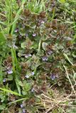 Glechoma hederacea. Цветущие растения. Беларусь, г. Витебск, парк Победителей близ Благовещенского храма, на газоне. 06.05.2022.