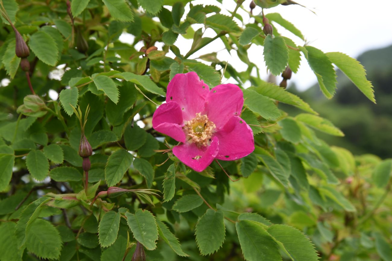 Изображение особи род Rosa.