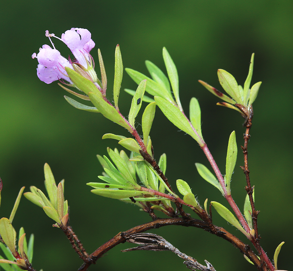 Image of Thymus urussovii specimen.