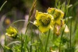 Pulsatilla albana