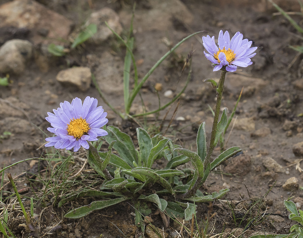 Изображение особи Aster alpinus.