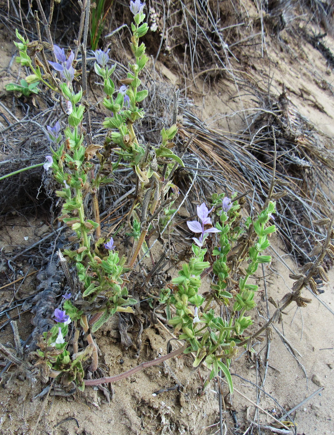 Изображение особи род Salvia.