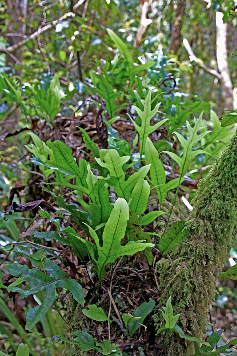 Image of genus Drynaria specimen.