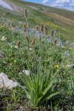 Plantago atrata