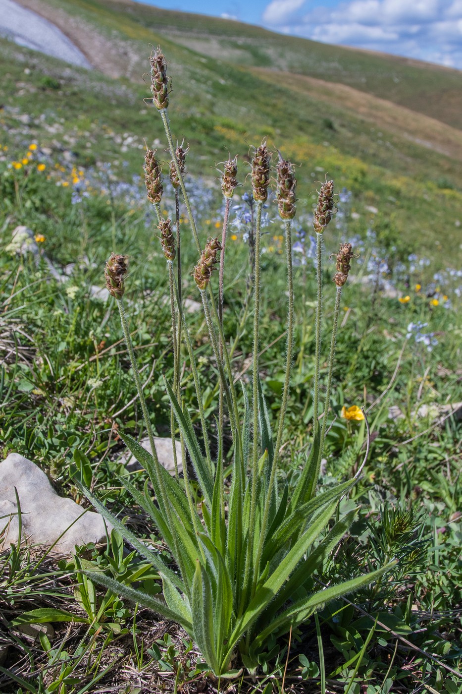 Image of Plantago atrata specimen.