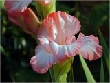 Gladiolus × gandavensis