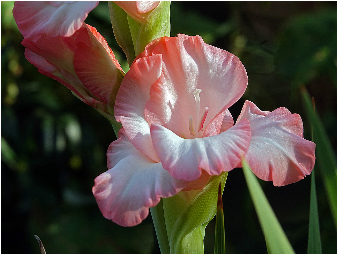 Image of Gladiolus × gandavensis specimen.